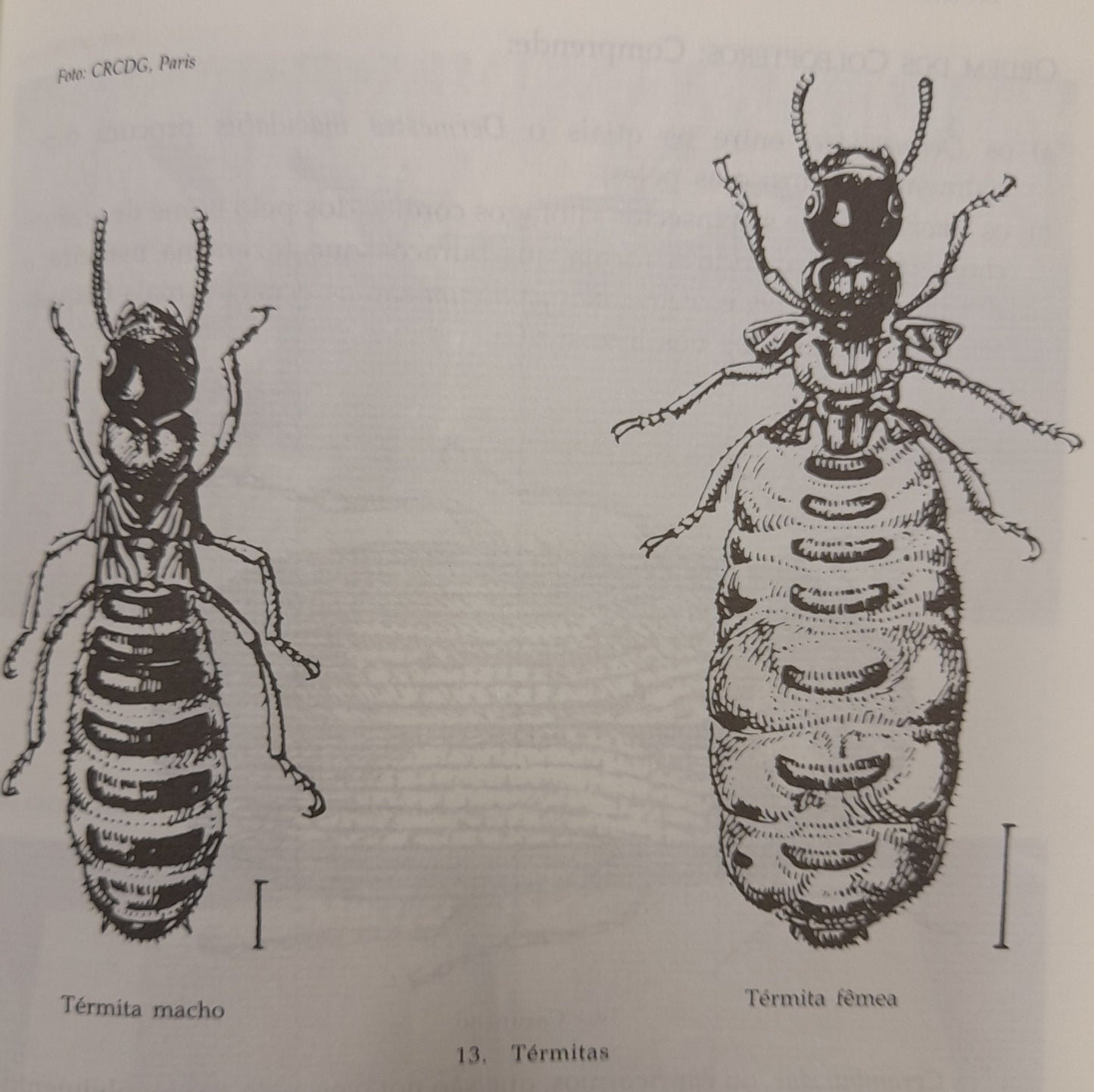 LIVROS E DOCUMENTOS DE ARQUIVO PRESERVAÇÃO E CONSERVAÇÃO
