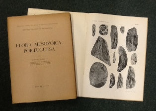 FLORA MESOZÓICA PORTUGUESA
