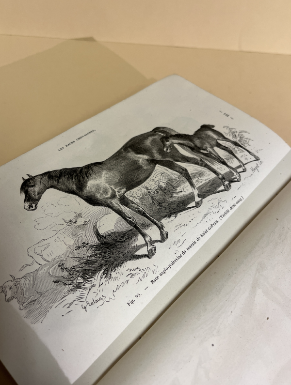 LA CONNAISSANCE GÉNÉRALE DU CHEVAL