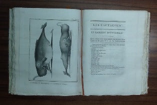 HISTOIRE NATURELLE DES CÉTACÉES
