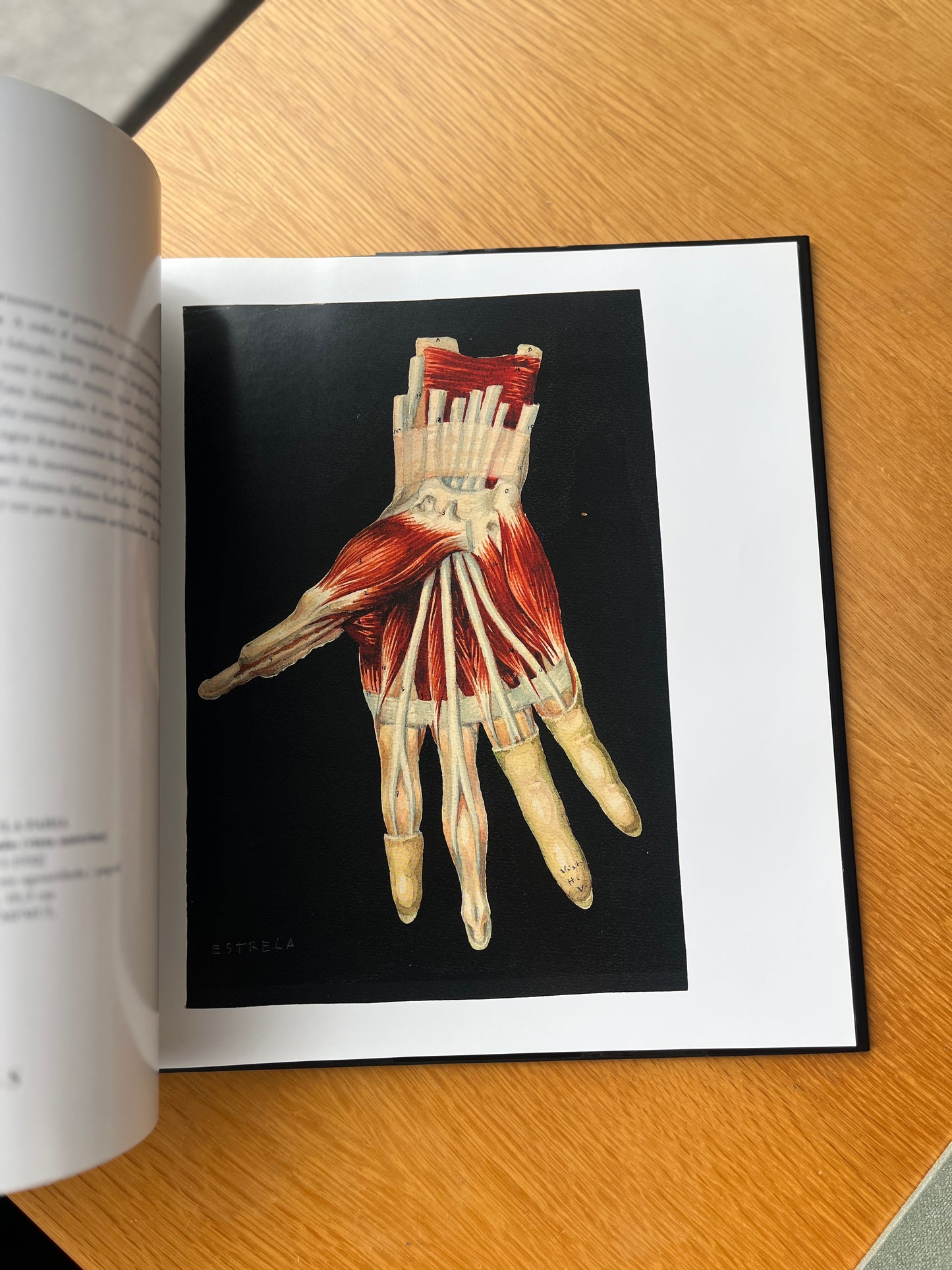 ANATOMIA, ARTE & CIÊNCIA
