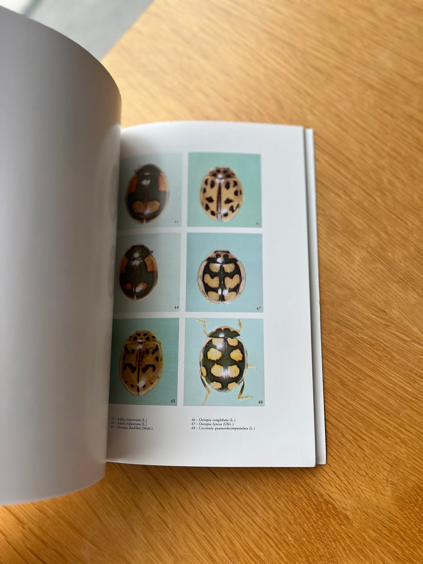 REVISÃO DOS COCCINELÍDEOS DE PORTUGAL