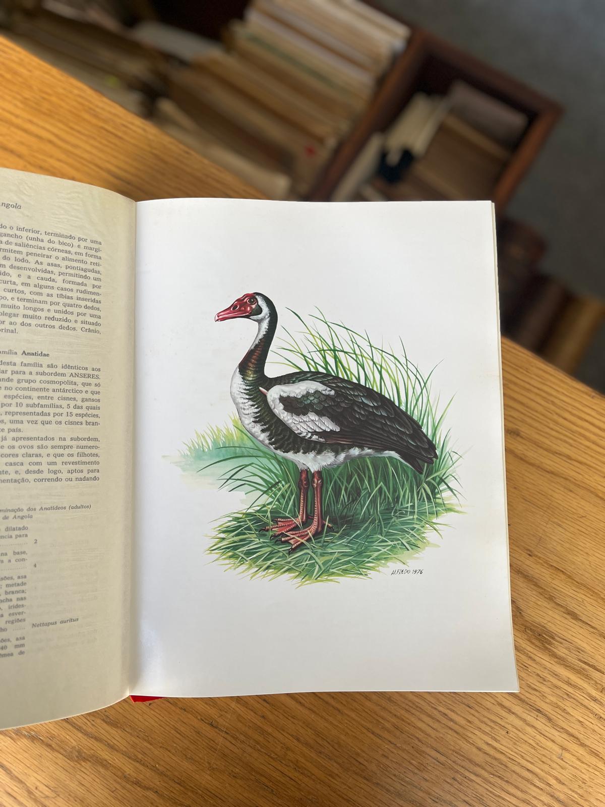 ORNITOLOGIA DE ANGOLA, 1º VOL. (NON PASSERES)