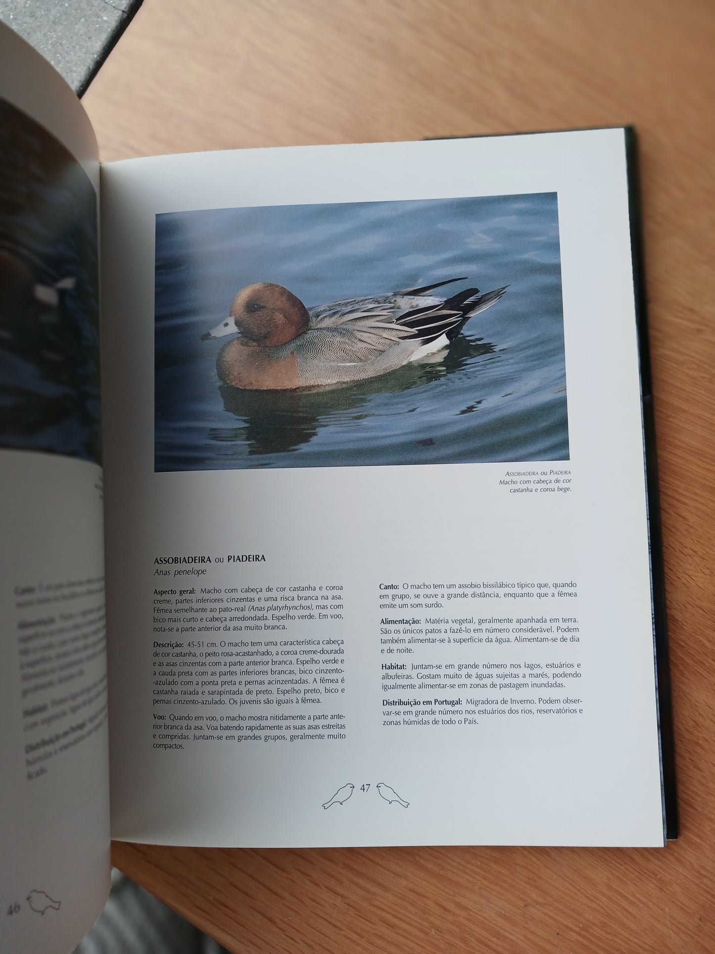 À DESCOBERTA DAS AVES DE PORTUGAL