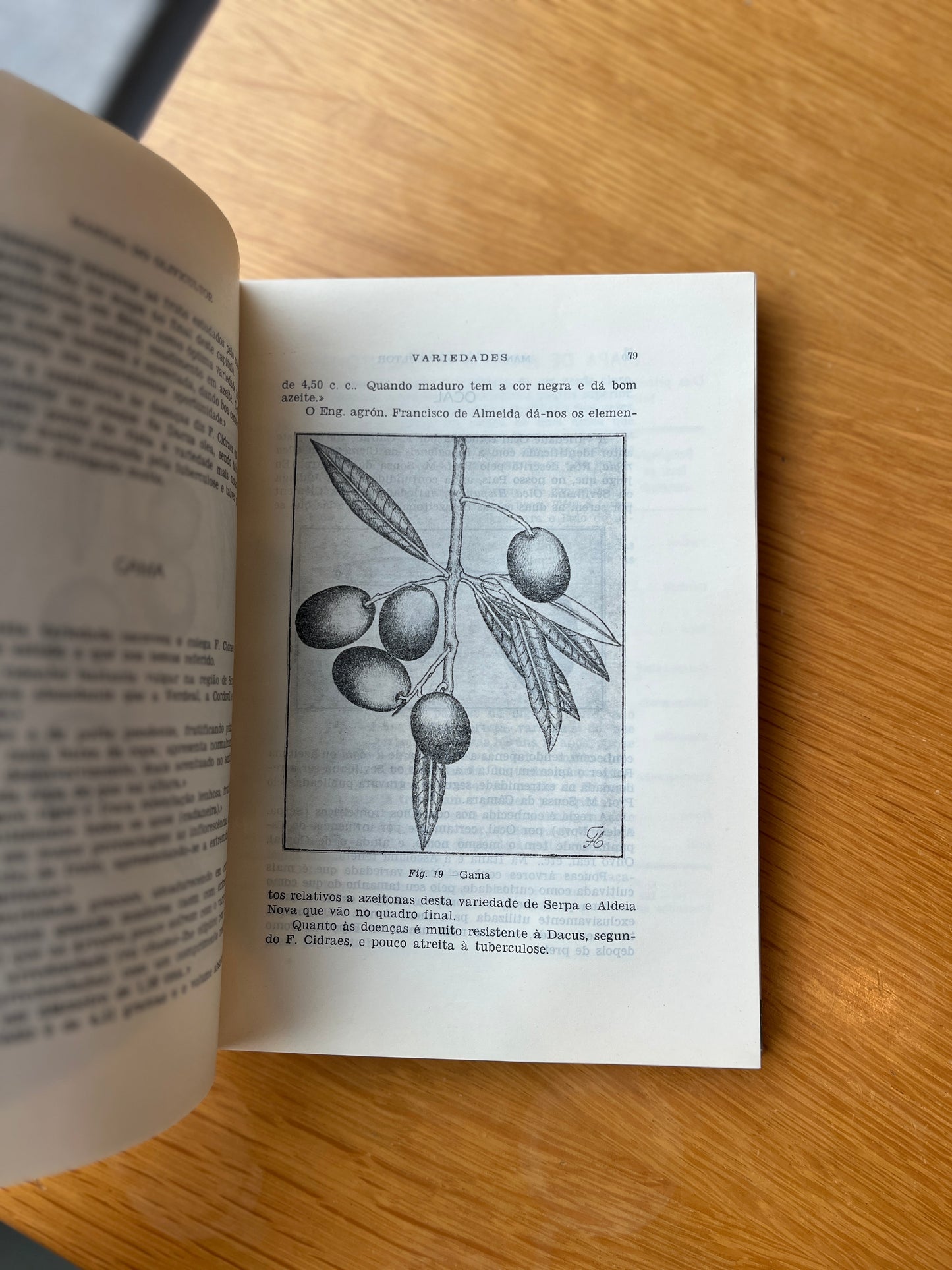 MANUAL DO OLIVICULTOR