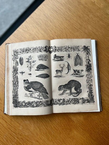 MUSÉO PITORESCO OU HISTORIA NATURAL