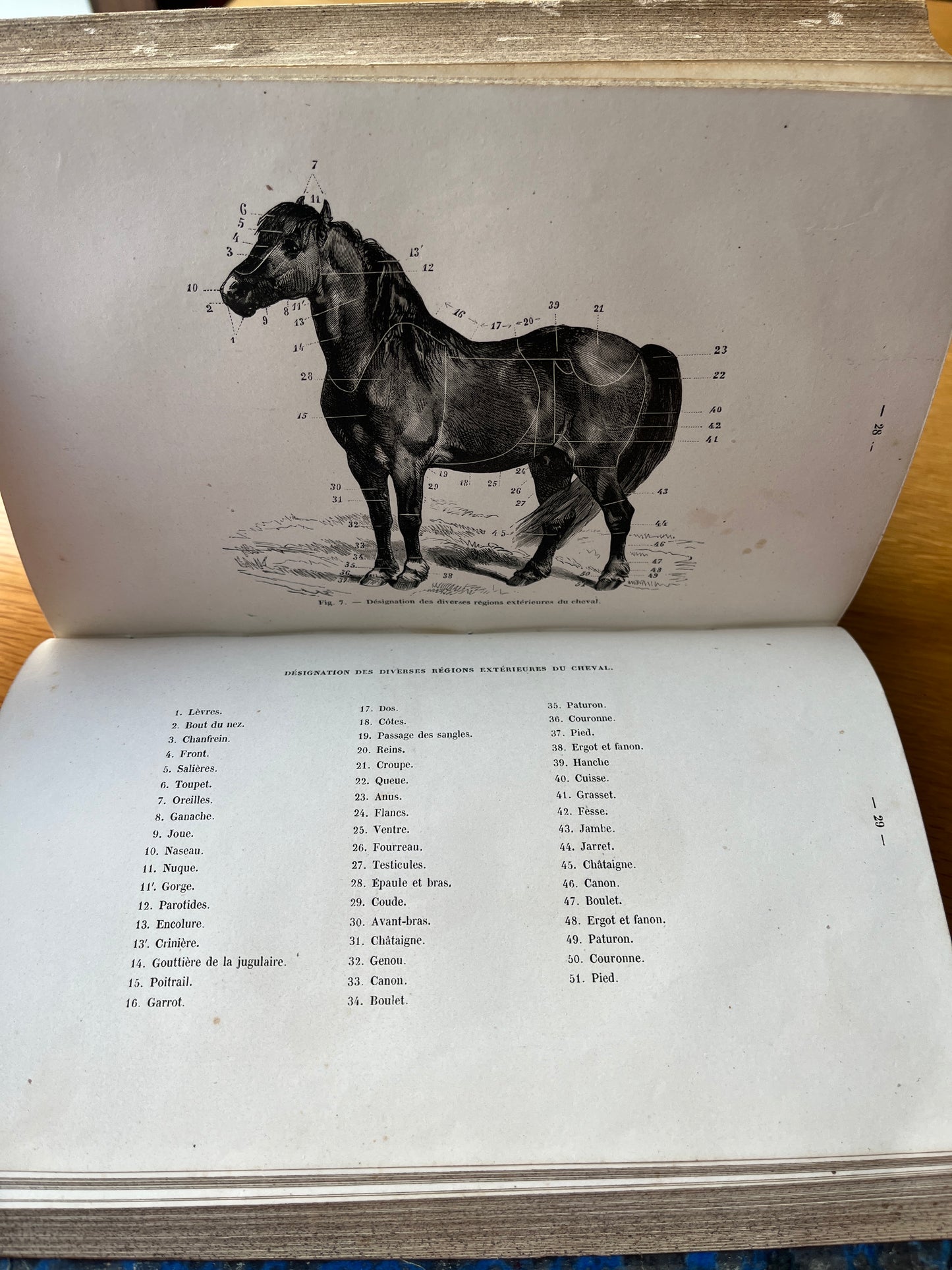 LA CONNAISSANCE GÉNÉRALE DU CHEVAL