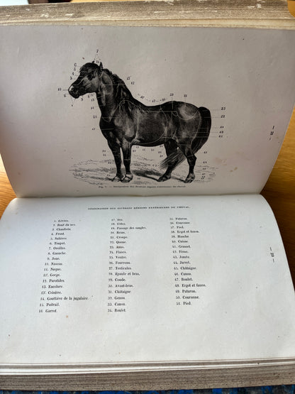 LA CONNAISSANCE GÉNÉRALE DU CHEVAL