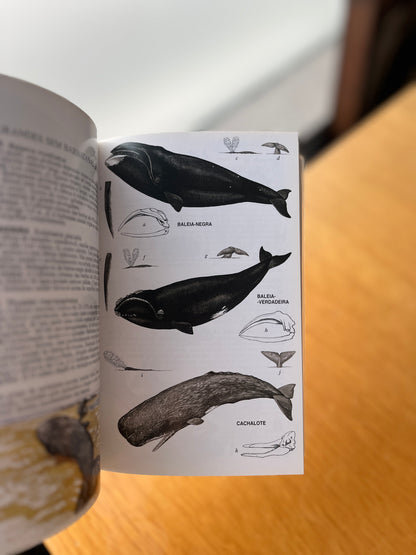 MAMÍFEROS DE PORTUGAL E EUROPA