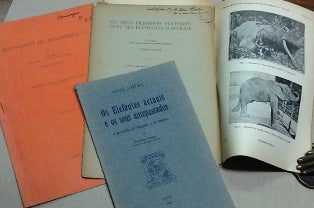 OS ELEFANTES ACTUAIS E OS SEU ANTEPASSADOS