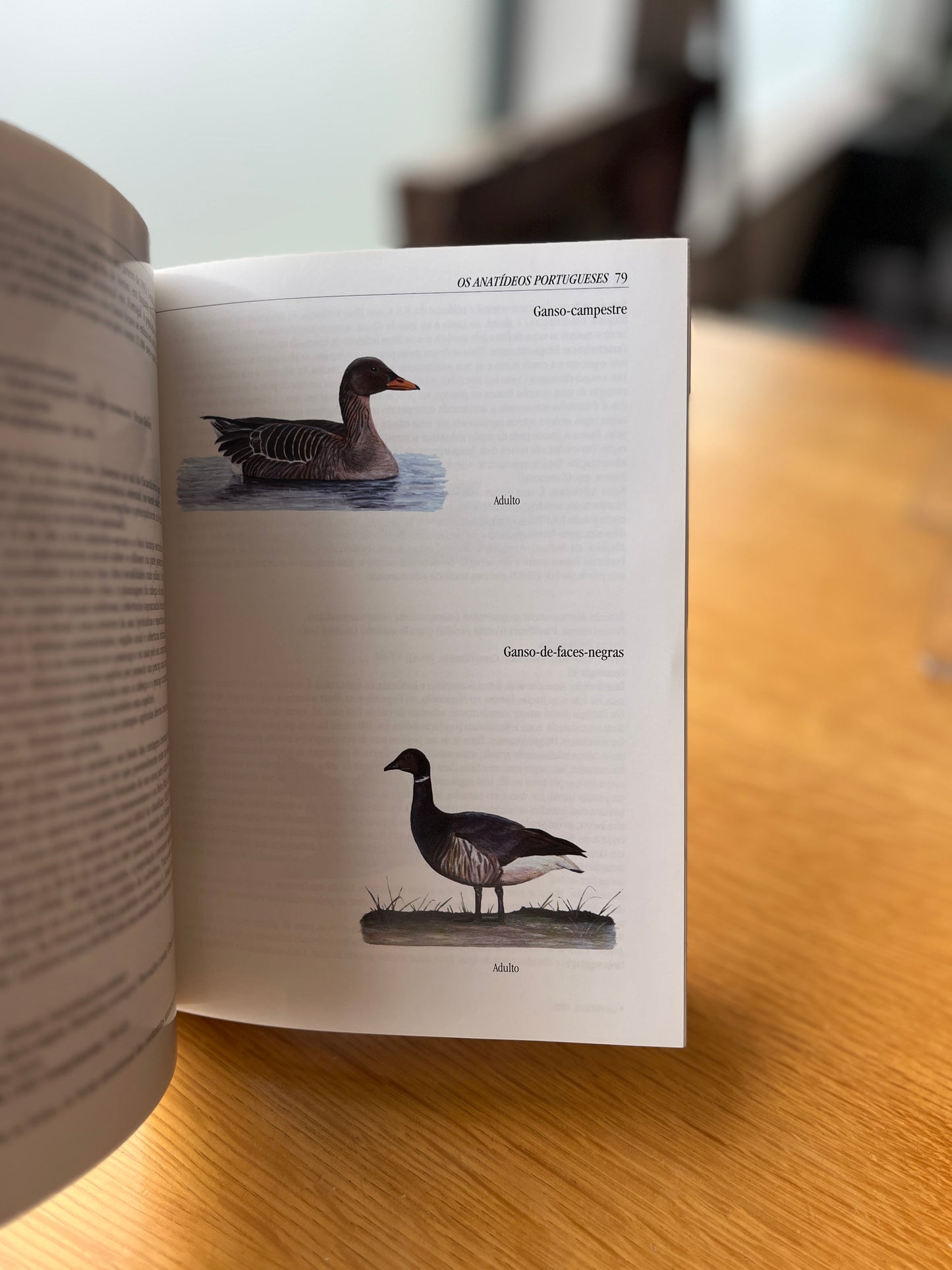 ANATÍDEOS DE PORTUGAL