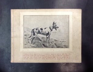 ALGUNS DOS MELHORES E MAIS BELOS CÃES DO PORTO.