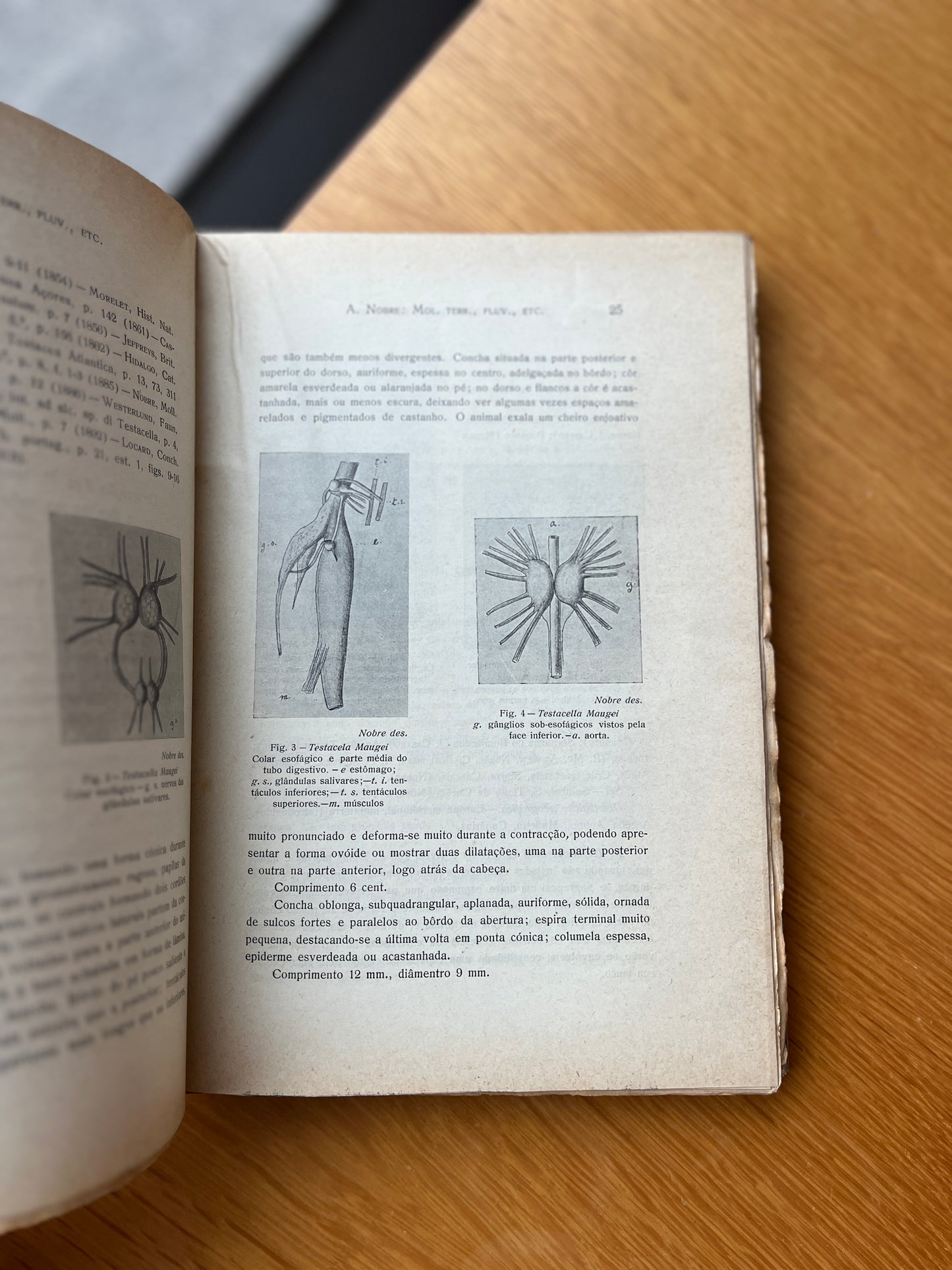 MOLUSCOS TERRESTRES, FLUVIAIS E DAS AGUAS SOLOBRAS DE P0RTUGAL