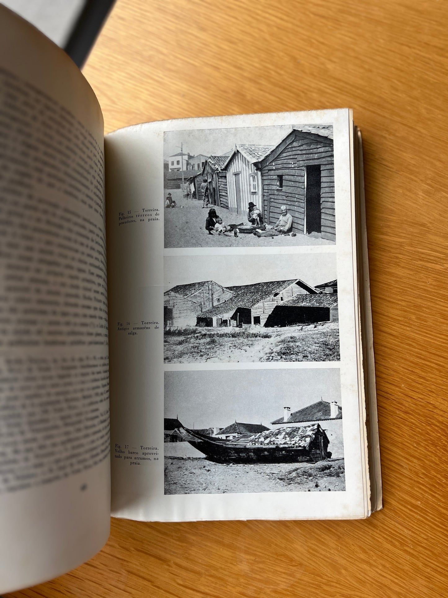 PALHEIROS DO LITORAL CENTRAL PORTUGUÊS