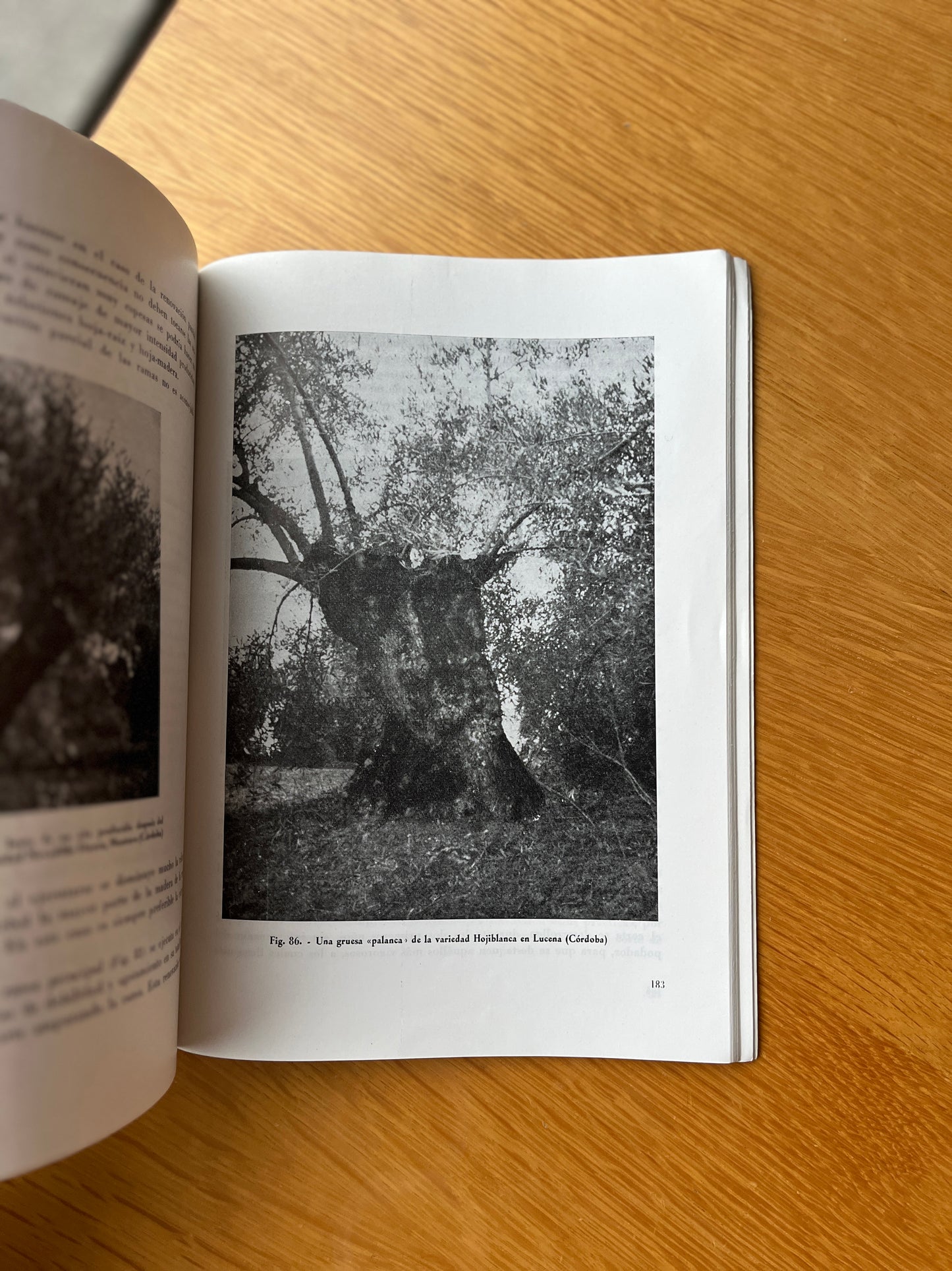 PLANTACION Y PODA DEL OLIVO