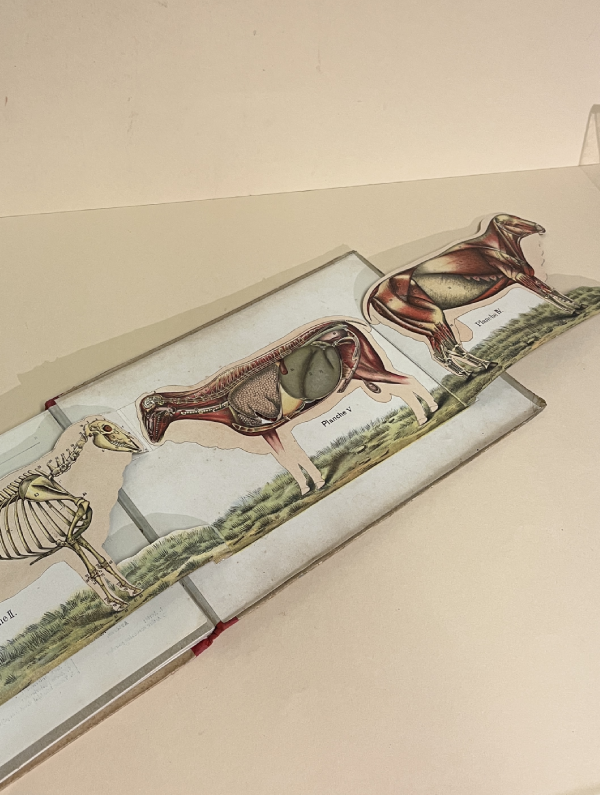 LE MOUTON ET LA CHÈVRE