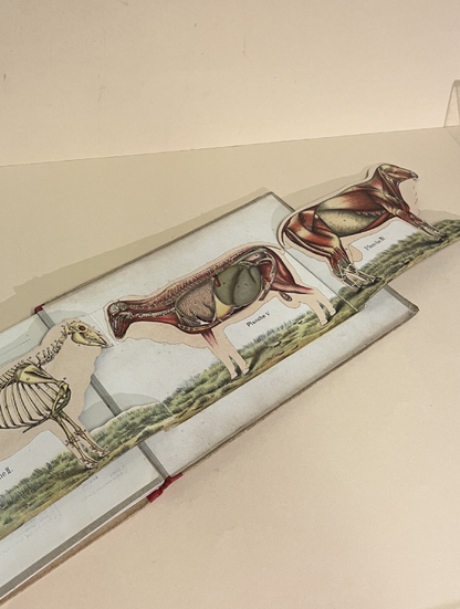 LE MOUTON ET LA CHÈVRE