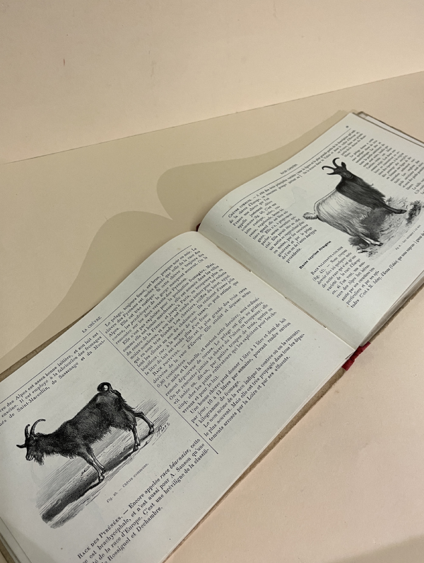 LE MOUTON ET LA CHÈVRE