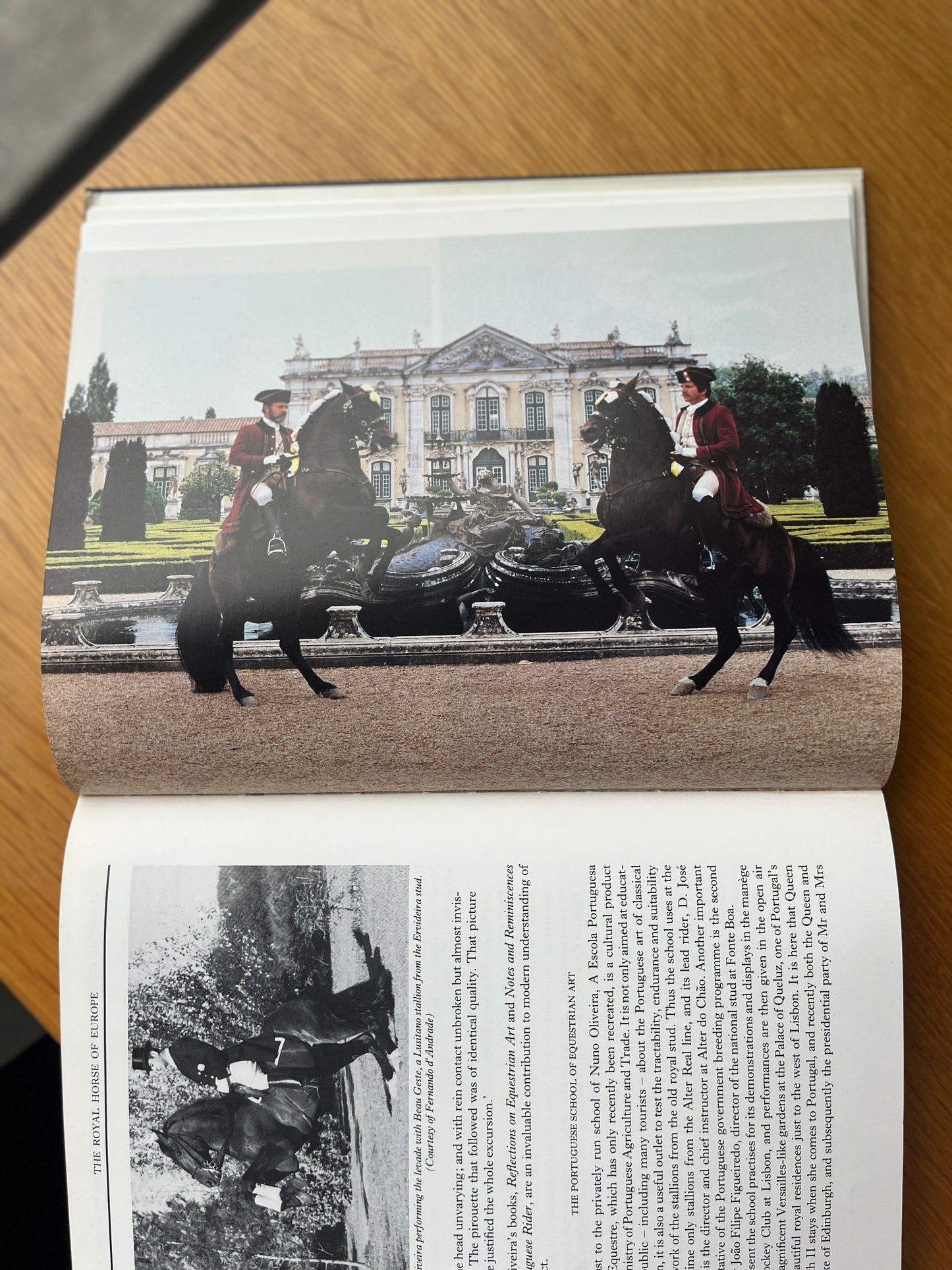 THE ROYAL HORSE OF EUROPE