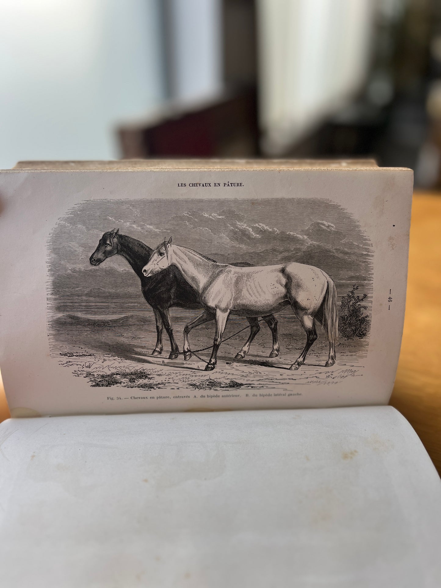 LA CONNAISSANCE GÉNÉRALE DU CHEVAL