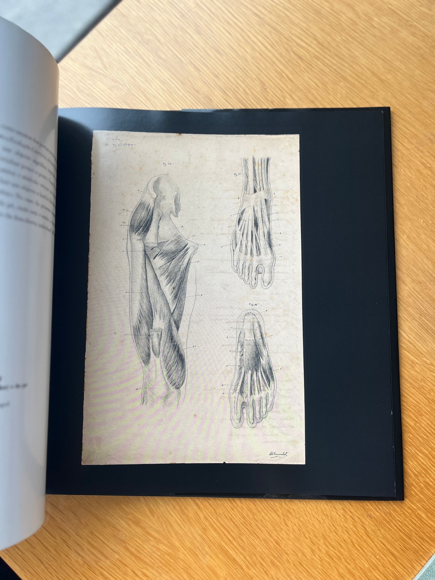 ANATOMIA, ARTE & CIÊNCIA