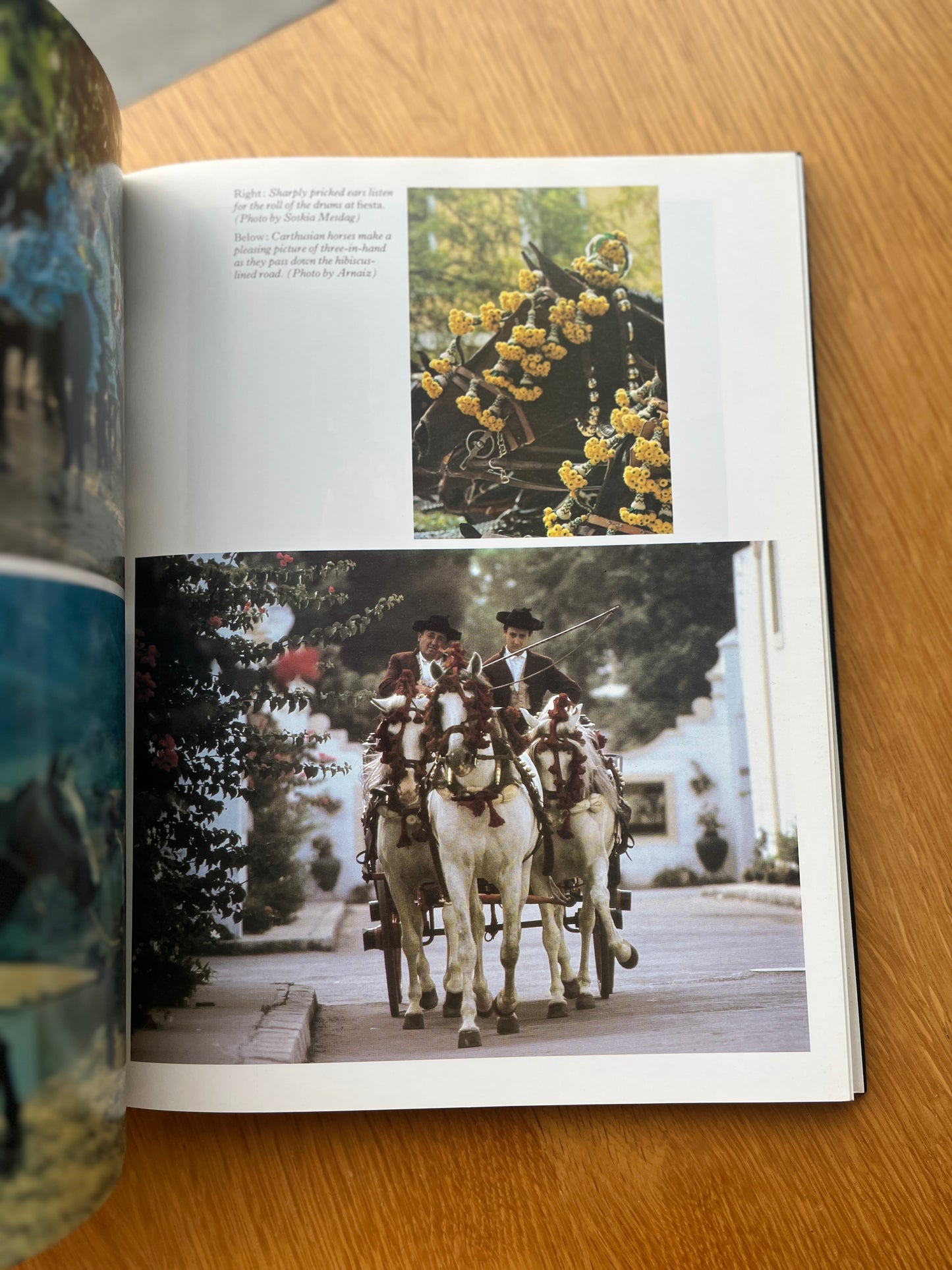 THE ROYAL HORSE OF EUROPE