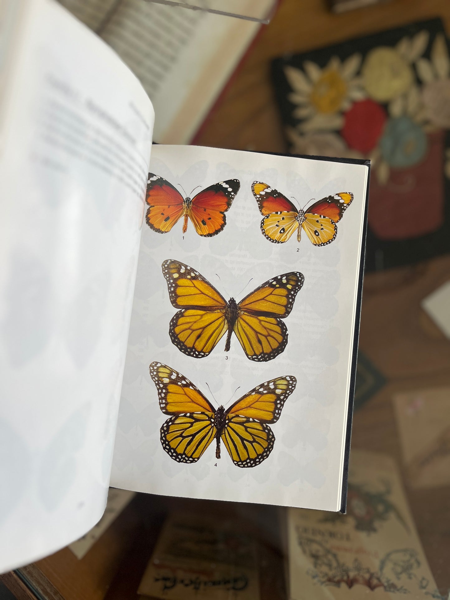 AS BORBOLETAS DE PORTUGAL