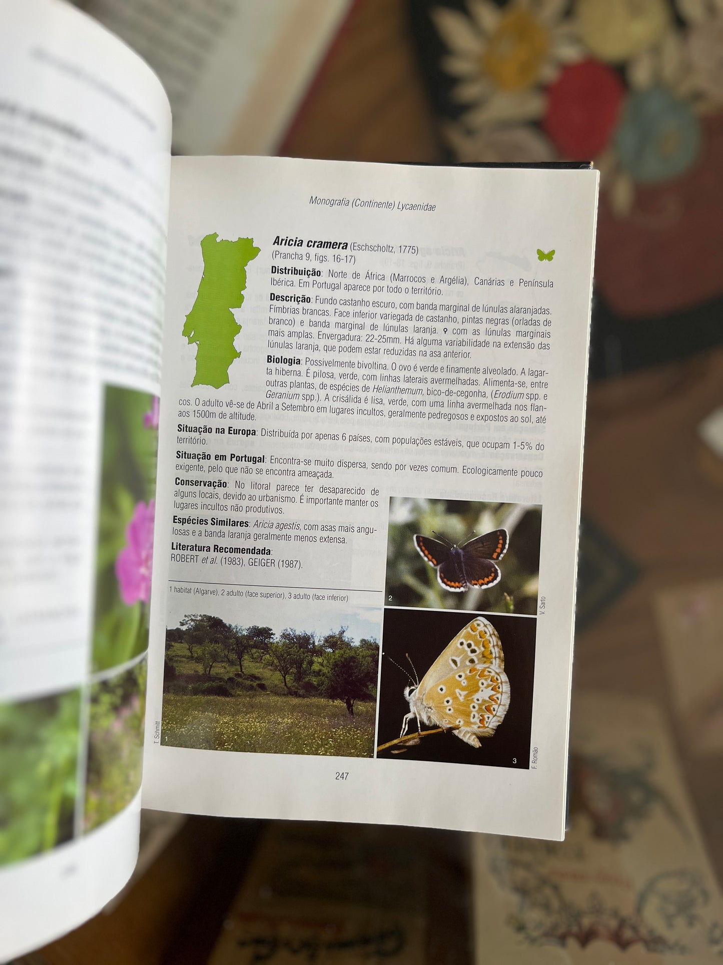 AS BORBOLETAS DE PORTUGAL