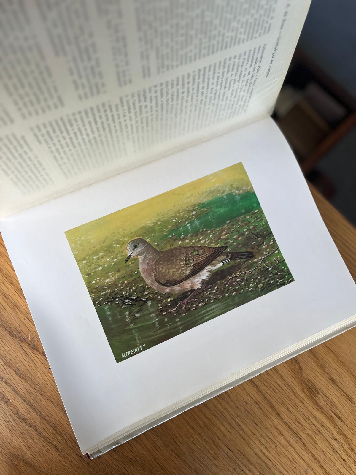 ORNITOLOGIA DE ANGOLA, 1º VOL. (NON PASSERES)